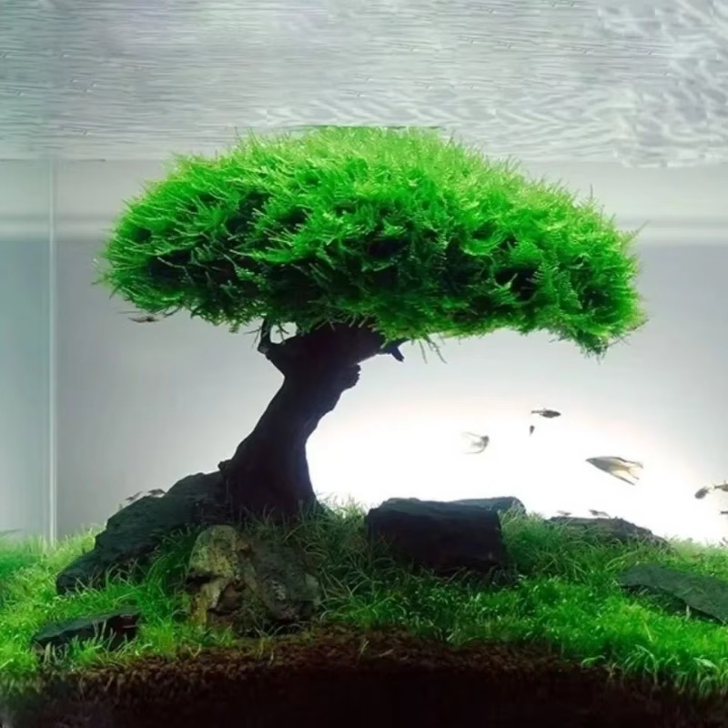 Aquarium Plant Glue - Fish Tank Plant Moss Tree Decoration