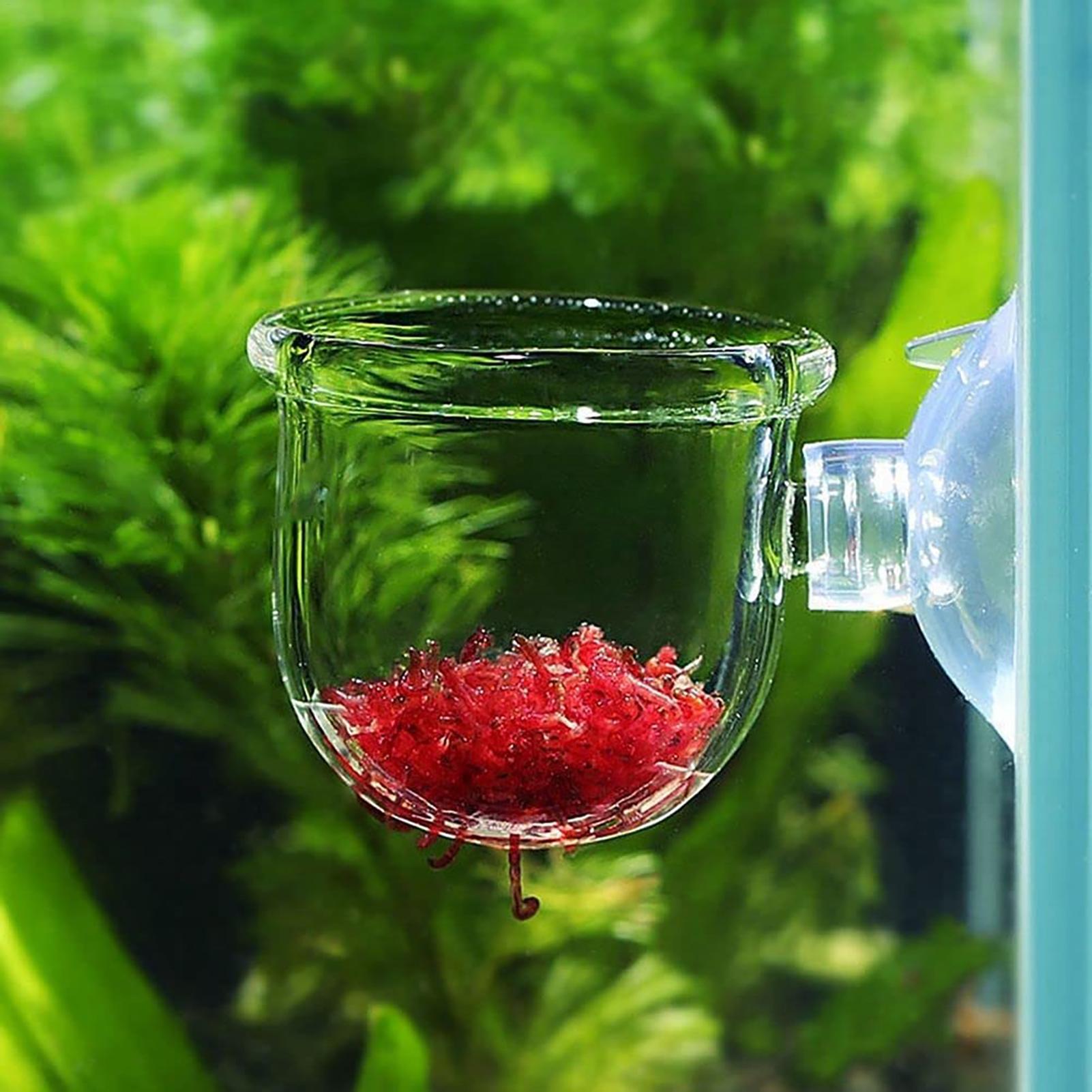 Aquarium Plant Pot Glass Cylin - Aquarium Planted Seeds ulasan dan harga