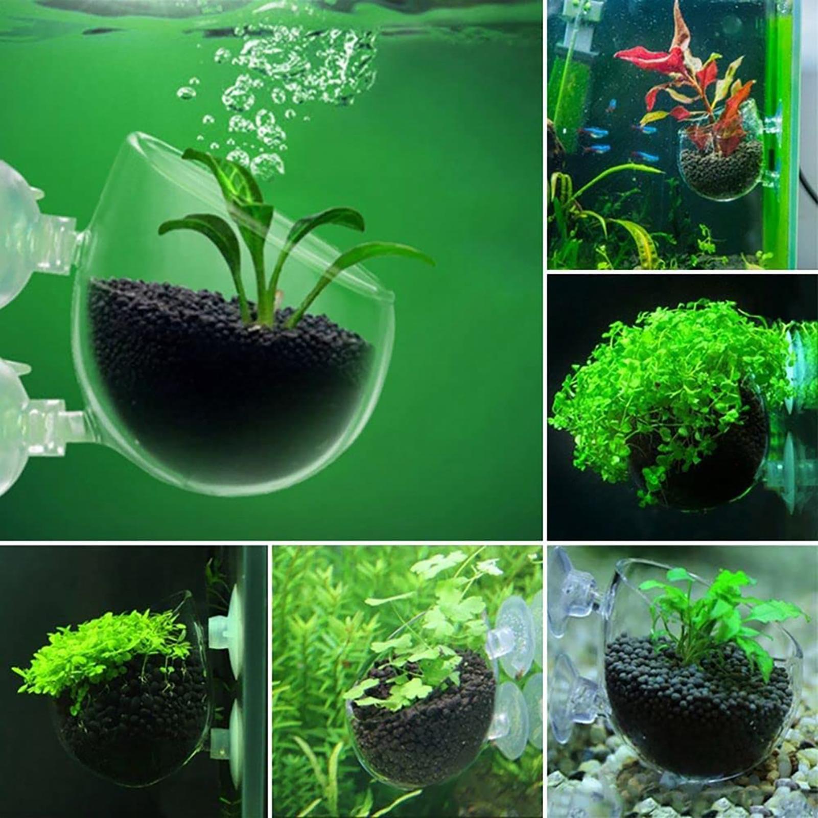 Aquarium Plant Pot Glass Cylin - Aquarium Planted Seeds ulasan dan harga