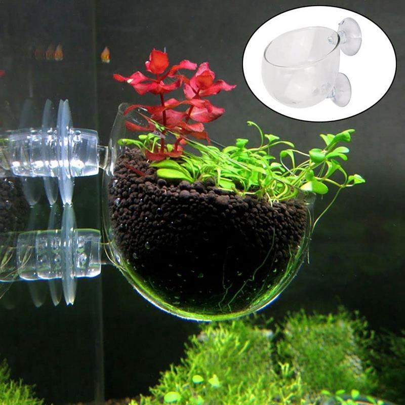 Aquarium Plant Pot Glass Cylin - Aquarium Planted Seeds ulasan dan harga