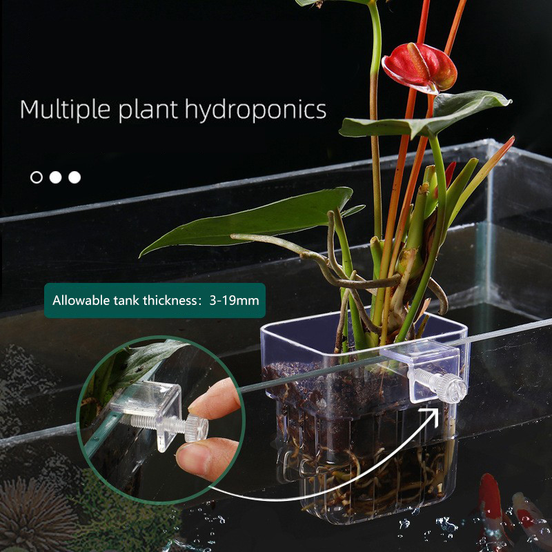 1Pc Aquarium Hydroponic Plant  - Aquarium Planted Seeds ulasan dan harga