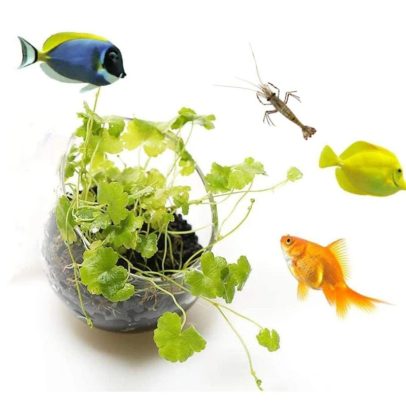 New Aquarium Plant Pot Glass C - Aquarium Planted Seeds ulasan dan harga
