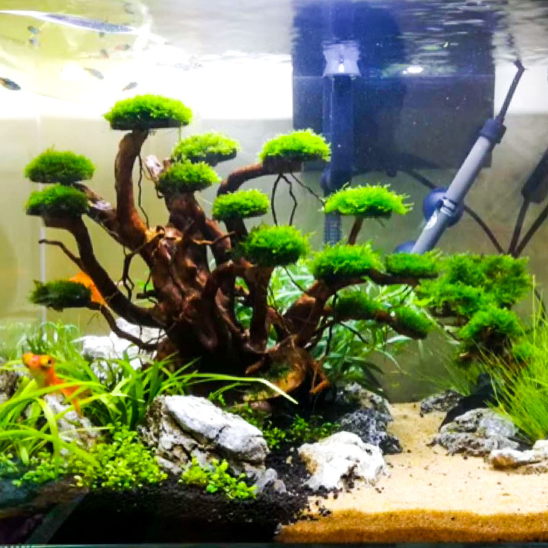 Aquarium Landscaping Moss Tree - Aquarium Plant Order ulasan dan harga