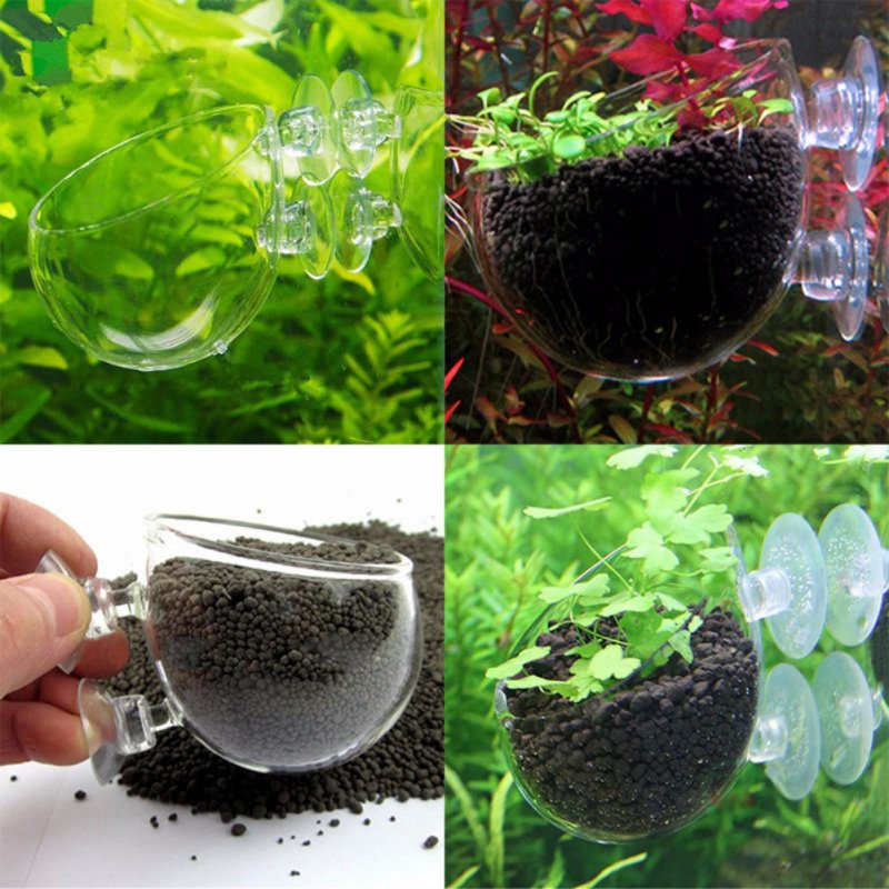 Aquarium Hanging Plant Pot Gla - Aquarium Planted Seeds ulasan dan harga