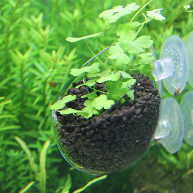 Aquarium Hanging Plant Pot Gla - Aquarium Planted Seeds ulasan dan harga