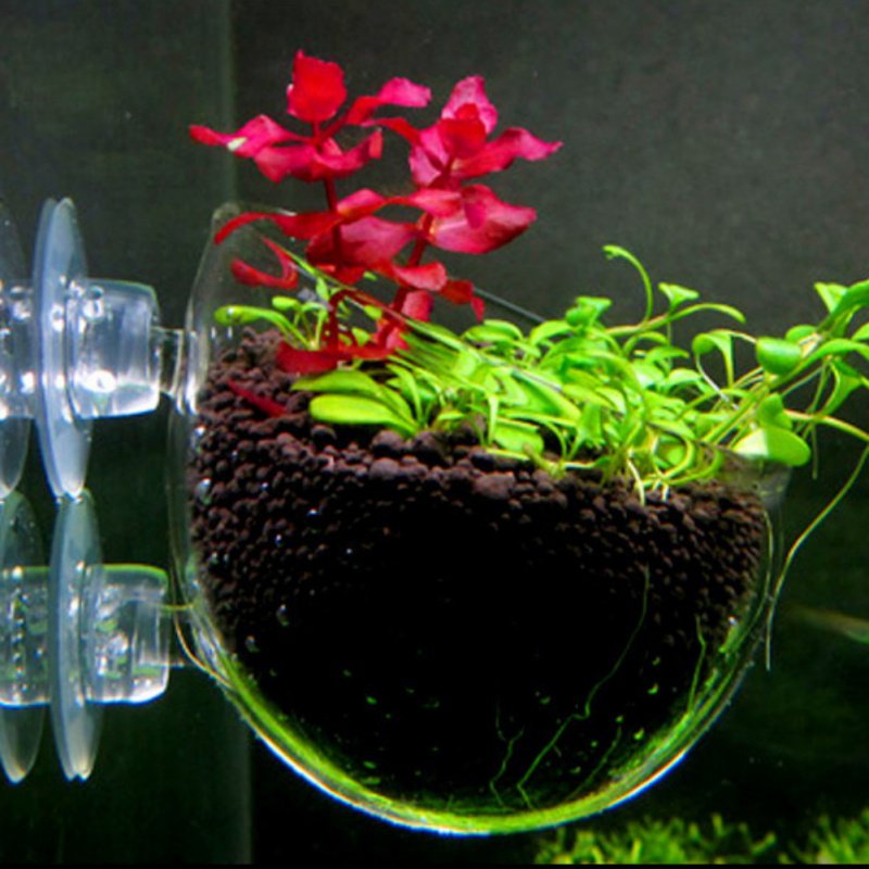Aquarium Hanging Plant Pot Gla - Aquarium Planted Seeds ulasan dan harga