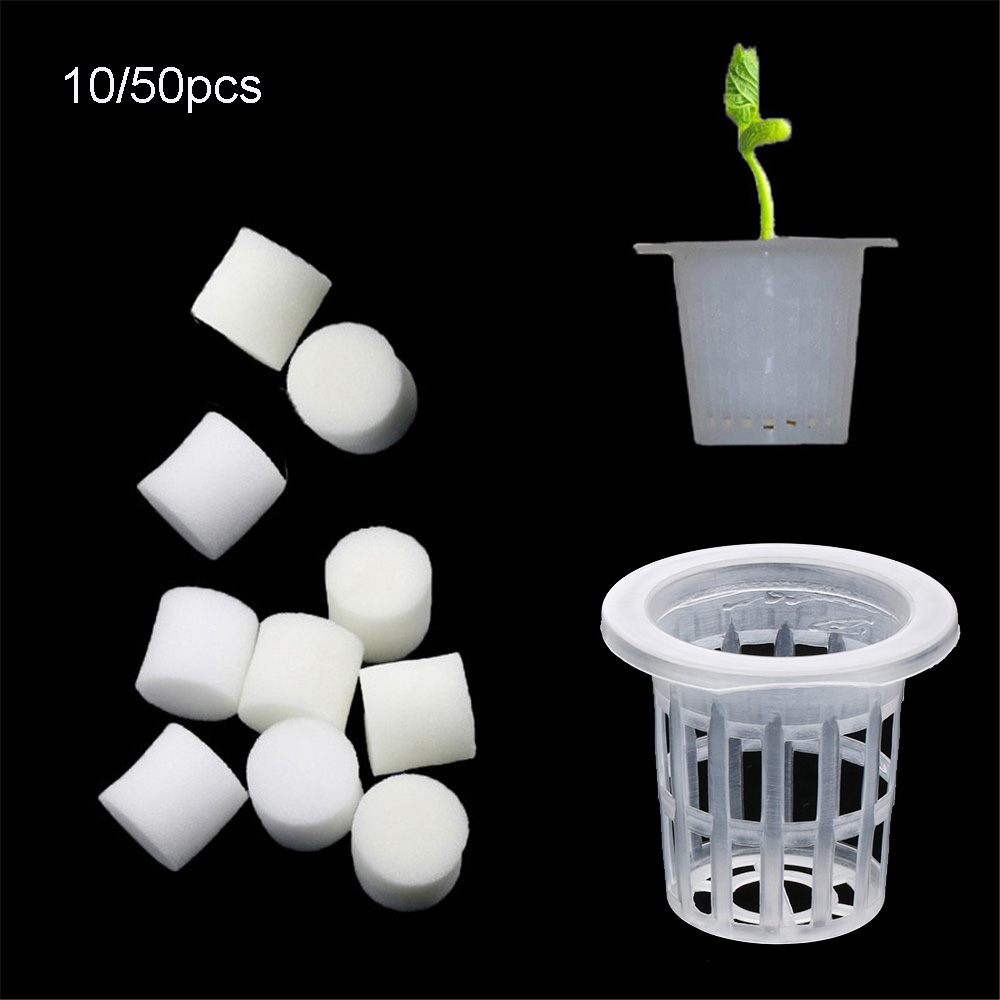 10/50pcs Durable Planting Aqua - Aquarium Planted Seeds ulasan dan harga
